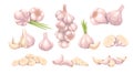 Garlic set, fresh garlic cloves and heads, chopped vegetarian food ingredient for cooking