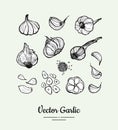 Garlic set. Hand drawn black white vector isolated clove, heads, chopped garlic illustration. Hipster garlic hand drawn Royalty Free Stock Photo