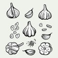 Garlic set. Hand drawn illustration of chopped garlic. Isolated background Royalty Free Stock Photo