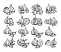 Garlic sketch. Hand drawn garlic set. Isolated vector drawings