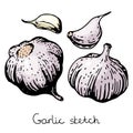 Garlic sketch illustration Vector hand drawn set of garlic