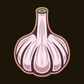 Garlic spice product vector colored illustration in vintage style on dark background