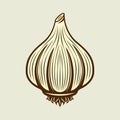 Garlic spice product vector colored illustration