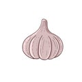 Garlic spice vegetable icon vector