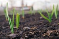 Garlic sprouts sprouting from the ground. Illustration about spring and the new agricultural season. Garden and yard. Green plant Royalty Free Stock Photo