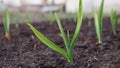 Garlic sprouts sprouting from the ground. Illustration about spring and the new agricultural season. Garden and yard. Green plant Royalty Free Stock Photo