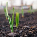 Garlic sprouts sprouting from the ground. Square illustration about spring and the new agricultural season. Garden and yard. Green Royalty Free Stock Photo