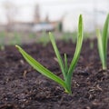 Garlic sprouts sprouting from the ground. Square illustration about spring and the new agricultural season. Garden and yard. Green Royalty Free Stock Photo