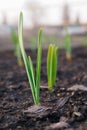 Garlic sprouts sprouting from the ground. Vertical illustration. Spring and the new agricultural season. Garden and yard. Green Royalty Free Stock Photo