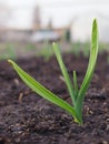 Garlic sprouts sprouting from the ground. Vertical illustration. Spring and the new agricultural season. Garden and yard. Green Royalty Free Stock Photo