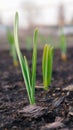 Garlic sprouts sprouting from the ground. Vertical stories illustration. Spring and the new agricultural season. Garden and yard. Royalty Free Stock Photo