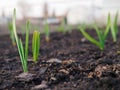 Garlic sprouts sprouting from the soil. Illustration on the theme of spring and the new agricultural season. Garden and yard. Royalty Free Stock Photo