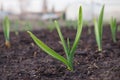 Garlic sprouts sprouting from the soil. Illustration on the theme of spring and the new agricultural season. Garden and yard. Royalty Free Stock Photo