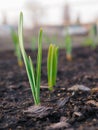 Garlic sprouts sprouting from the soil. Vertical illustration. Spring and the new agricultural season. Garden and yard. Green Royalty Free Stock Photo