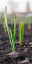 Garlic sprouts sprouting from the soil. Vertical stories illustration. Spring and the new agricultural season. Garden and yard. Royalty Free Stock Photo