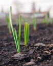 Garlic sprouts sprouting from the soil. Vertical stories illustration. Spring and the new agricultural season. Garden and yard. Royalty Free Stock Photo