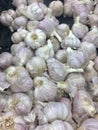 Garlic