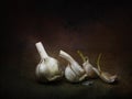 Garlic still life arrangement. Sprouting. Chiaroscuro style light painting with texture.