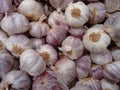 Garlic, softneck garlic, hardneck garlic, softneck garlic, rocambole, top-setting garlic or serpent garlic