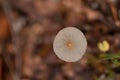 Garlic swindler close up in the autumnal forest Royalty Free Stock Photo