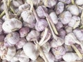 Garlic texture background. Garlic pattern. Whole fresh garlic. Fresh peeled garlic cloves, bulb with garlic slices Royalty Free Stock Photo