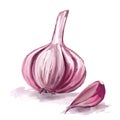 Garlic vector illustration hand drawn painted