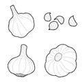 Garlic Vector Illustration Hand Drawn Vegetable Cartoon Art