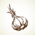 Garlic. Vector illustration