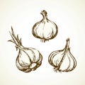 Garlic. Vector illustration