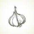 Garlic. Vector illustration