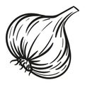 Garlic - vector illustration in sketch style. Head of garlic, cloves, cloves, bunch, cut garlic. Linear black and white