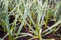 Garlic in vegetable gardens