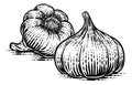 Garlic Vegetable Vintage Woodcut Illustration