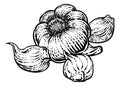 Garlic Vegetable Vintage Woodcut Illustration