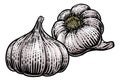 Garlic Vegetable Vintage Woodcut Illustration
