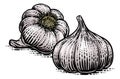 Garlic Vegetable Vintage Woodcut Illustration