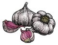 Garlic Vegetable Vintage Woodcut Illustration