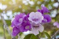 Garlic Vine Or Mansoa Alliacea Flower Bloom On Tree With Sunlight On Nature Background.