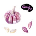 Garlic watercolor hand drawn illustration isolated on white Royalty Free Stock Photo