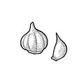 Garlic whole head and clove. Vector black vintage engraving