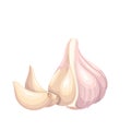 Garlic whole head and cloves in skin, organic vegetable with peel for cooking spicy food