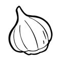 Garlic whole head. Vector black vintage engraving. Isolated on white background.