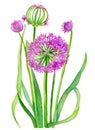 Garlic or wild onion leaves and flowers isolated on white background. Generative AI watercolor illustration