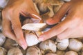 Garlic.Woman hands peeling garlic preparation for cooking in the kitchen on fresh garlic Background.