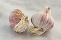 The garlic with young  roots on light background.Two heads of sprouted garlic.Concept of growth,healing properties, disease Royalty Free Stock Photo