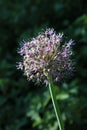 A flower of decorative garlic. Royalty Free Stock Photo