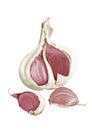 Garlic bulb and cloves illustration on white background.