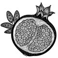 Garnet fruit vector out line sketch illustration with abstract decoration. Vector garnet white black graphic illustration isolated