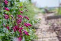 Garnet Penstemon Flowers Growing By Garden Path