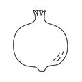 Garnet. Pomegranate fruit sketch. Black line icon. Vector illustration for coloring book